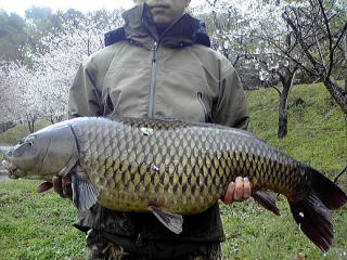 静岡県　小岩井様　春一番９２ｃｍ